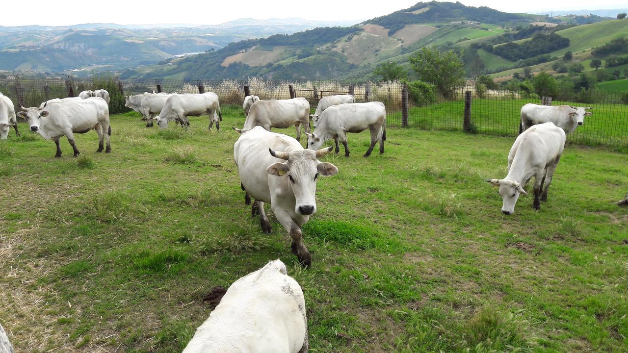 Azienda Agrituristica Colle San Giorgio Castiglione Messer Raimondo Exteriér fotografie